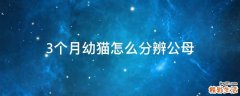 3个月幼猫怎么分辨公母