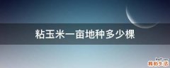 粘玉米一亩地种多少棵