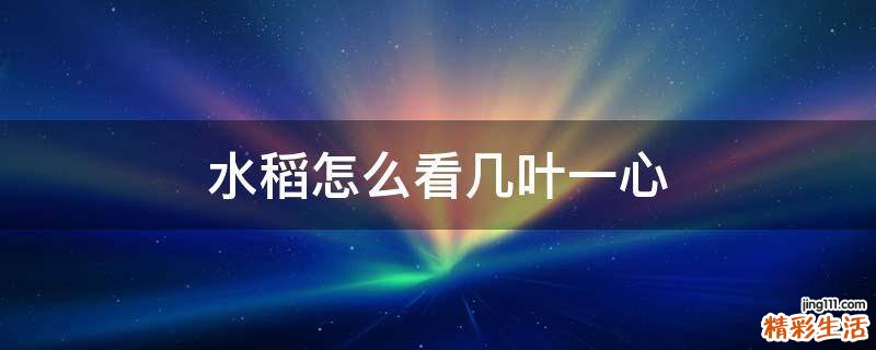 水稻怎么看几叶一心