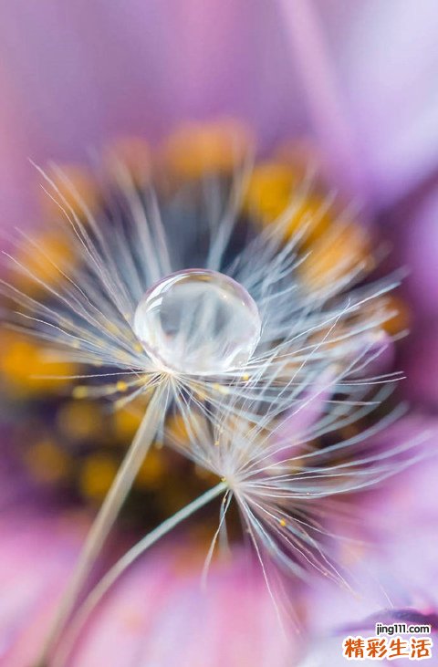 5 虾子花
