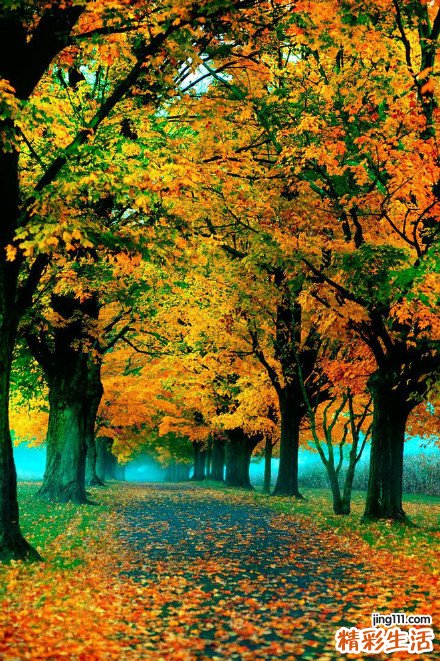 泡菜鱼什么时候放泡菜