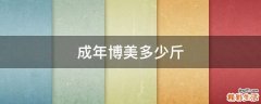 成年博美多少斤