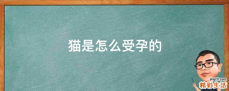 猫是怎么受孕的