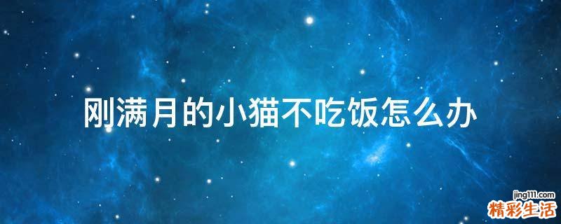刚满月的小猫不吃饭怎么办