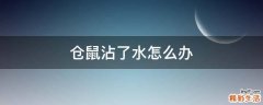 仓鼠沾了水怎么办