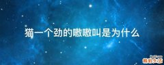 猫一个劲的嗷嗷叫是为什么