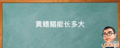 黄鳍鲳能长多大