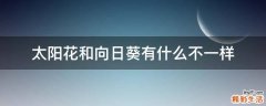 太阳花和向日葵有什么不一样