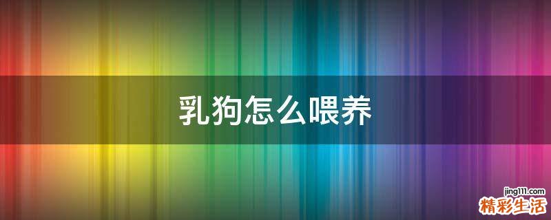 乳狗怎么喂养