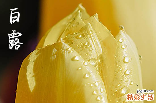 2023白露节气是几月几日开始