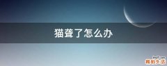 猫聋了怎么办