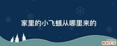 家里的小飞蛾从哪里来的