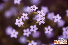 毛山荆子