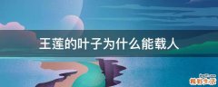 王莲的叶子为什么能载人