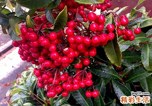 五味子去火吗 上火时的注意事项