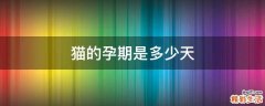 猫的孕期是多少天
