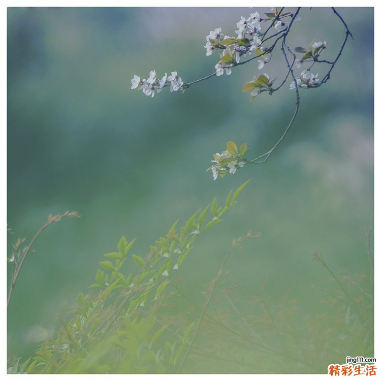 多吃菠菜可防老人骨折