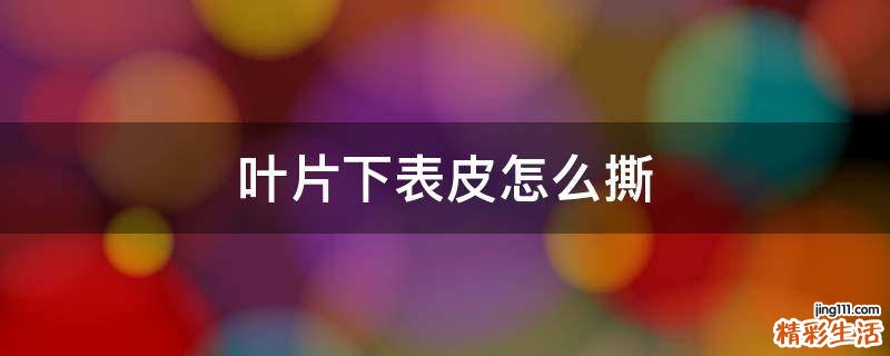 叶片下表皮怎么撕