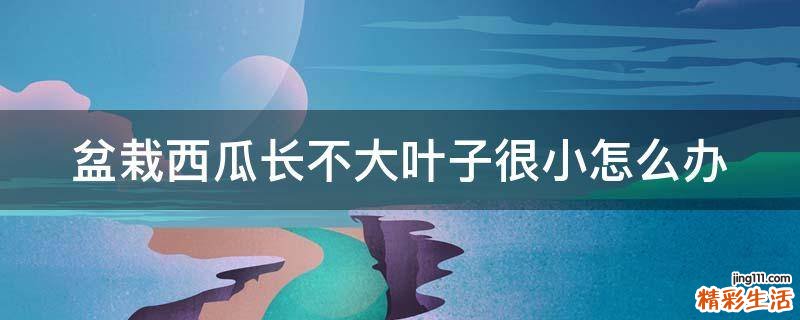 盆栽西瓜长不大叶子很小怎么办