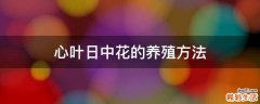 心叶日中花的养殖方法