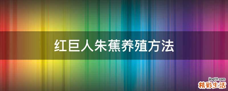 红巨人朱蕉养殖方法