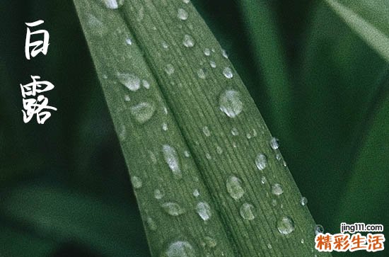 2023年什么时候白露 2023年白露是属于七月还是八月