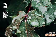 2023白露是几月几日 2023白露是哪一天的什么时候