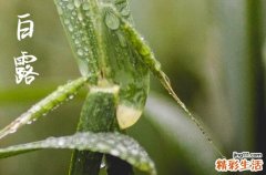 2023年白露是哪天 几号是白露节气2023