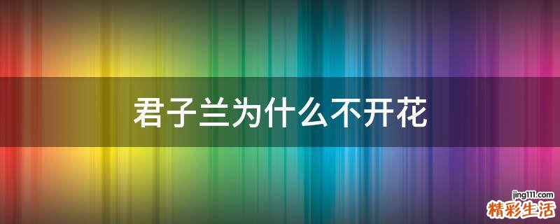 君子兰为什么不开花