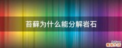 苔藓为什么能分解岩石