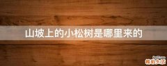 山坡上的小松树是哪里来的