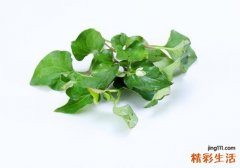 鱼腥草煮冰糖能止咳吗 鱼腥草煮冰糖的功效