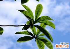 枇杷叶怎么煮水止咳 枇杷叶止咳化痰吗