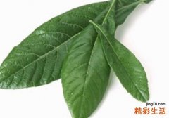 枇杷叶蜂蜜水能止咳吗 煮水的做法