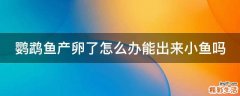 鹦鹉鱼产卵了怎么办能出来小鱼吗