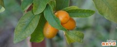 金桔化痰止咳的做法 金桔止咳要去核吗