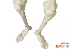 长高是哪块骨头发育