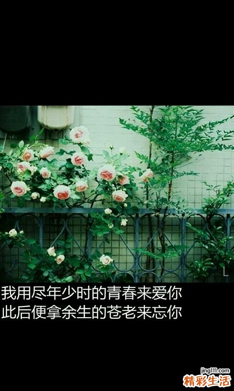 4 土蜂子