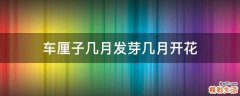 车厘子几月发芽几月开花