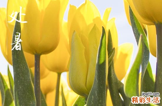 今日处暑是什么时候几月几号哪一天2023年