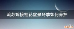流苏嫁接桂花盆景冬季如何养护