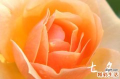 七夕表白送什么礼物好