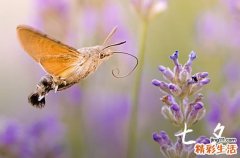 七夕送老婆什么礼物最实用