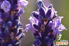 2023年8月22日七夕,七夕节的习俗有哪些