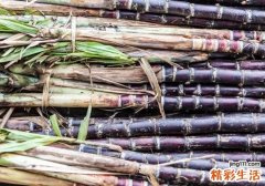 嘴唇上长泡吃什么水果 这三类水果要多吃！