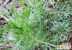 茵陈去肝火吗 什么人不能吃茵陈去肝火