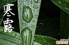 寒露节气养生吃什么菜肴