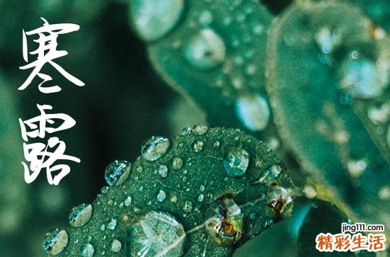 寒露发给客户的简短信息