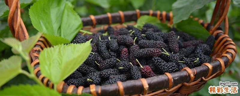 桑葚是上火还是降火 干桑葚泡水能天天喝吗