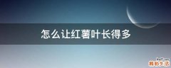 怎么让红薯叶长得多